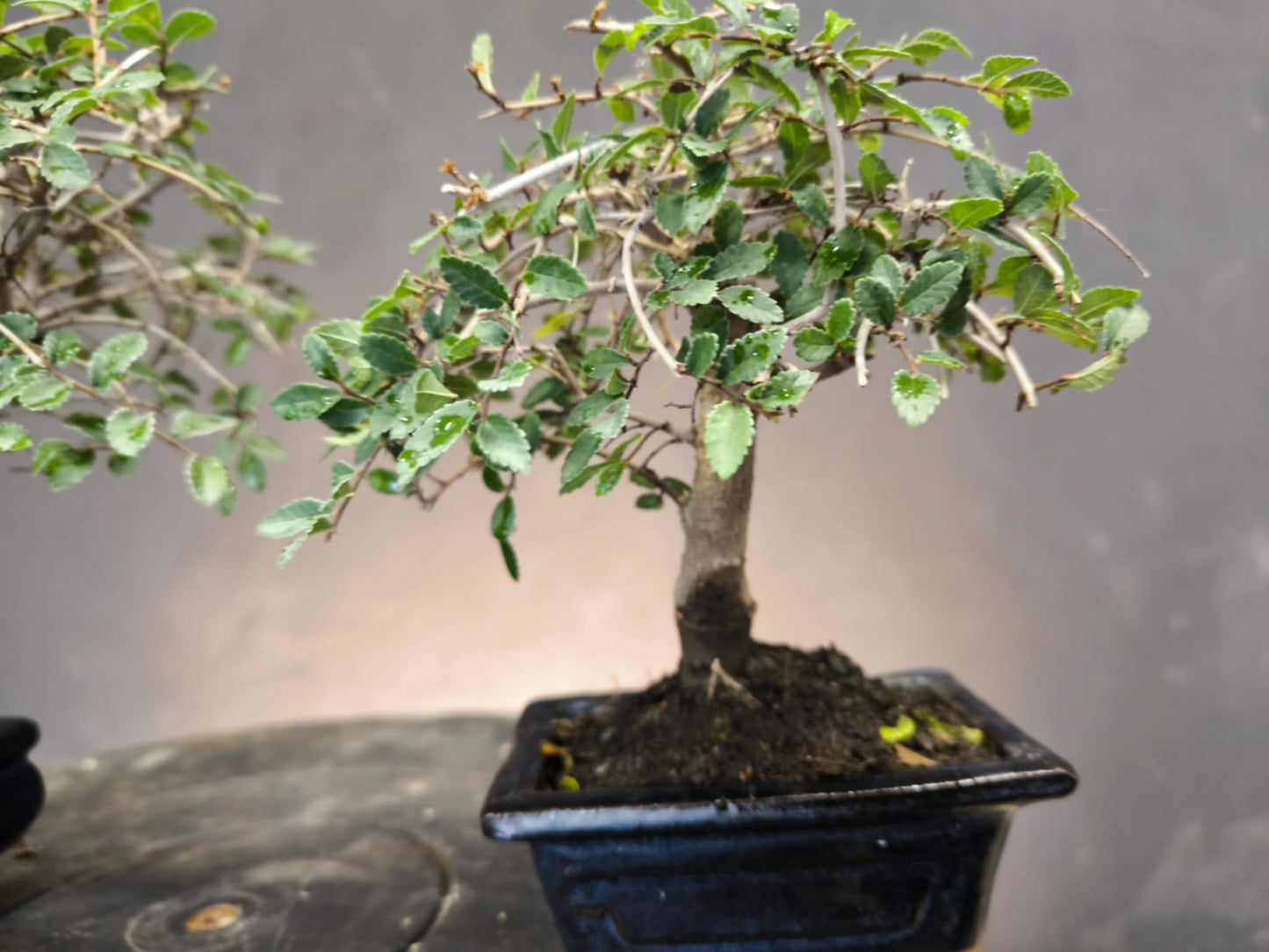 Pour DÉBUTER 2 Bonsai l'Orme