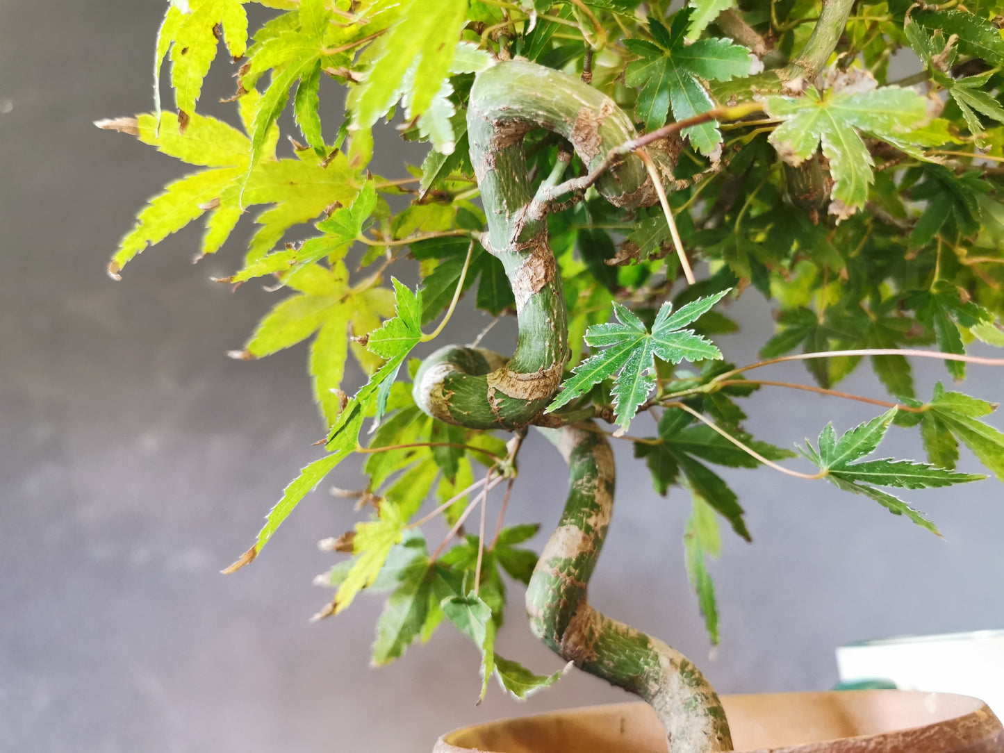 Érable Momiji Bonsaï - Style Burton en Bonsaï