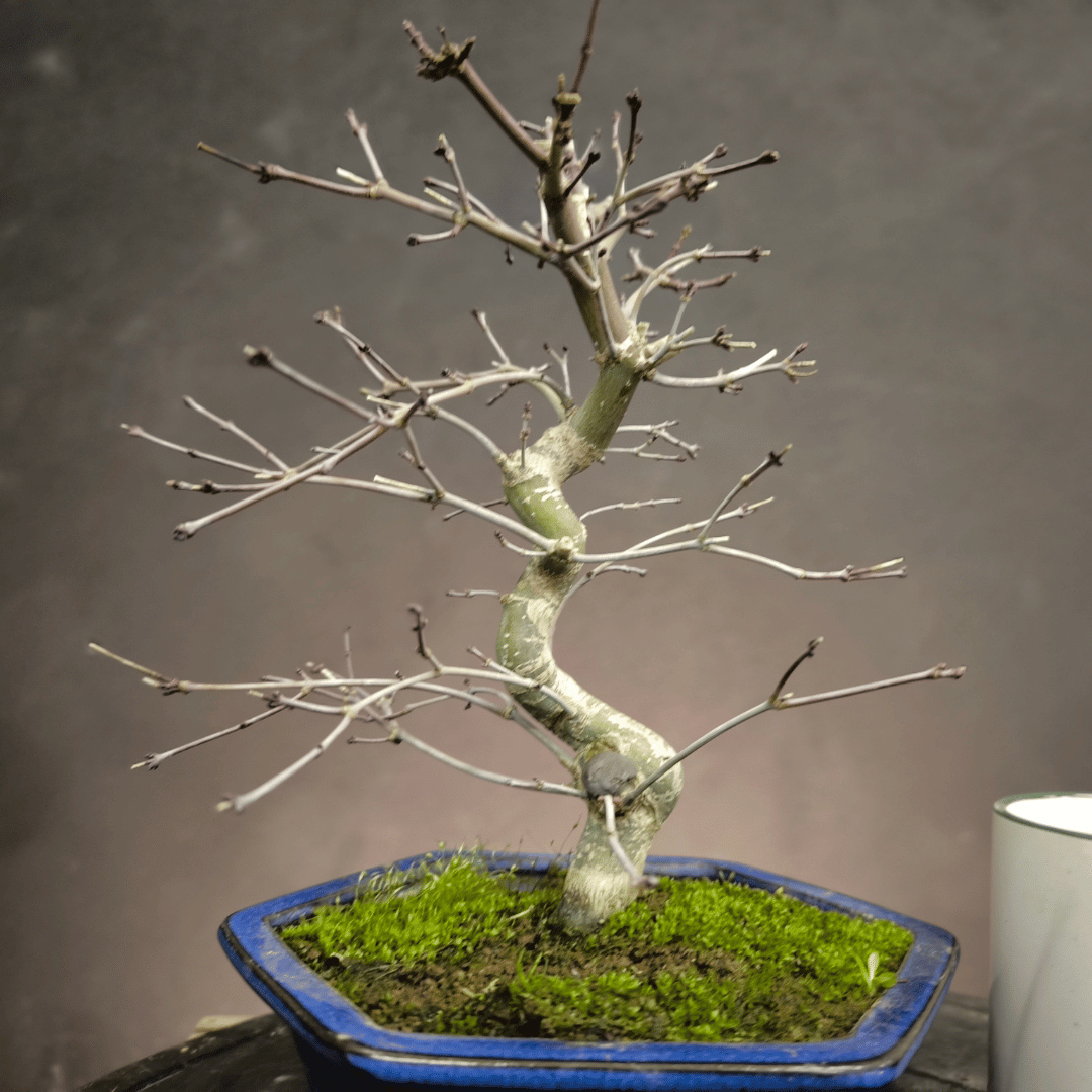 Bonsai Erable rouge du japon