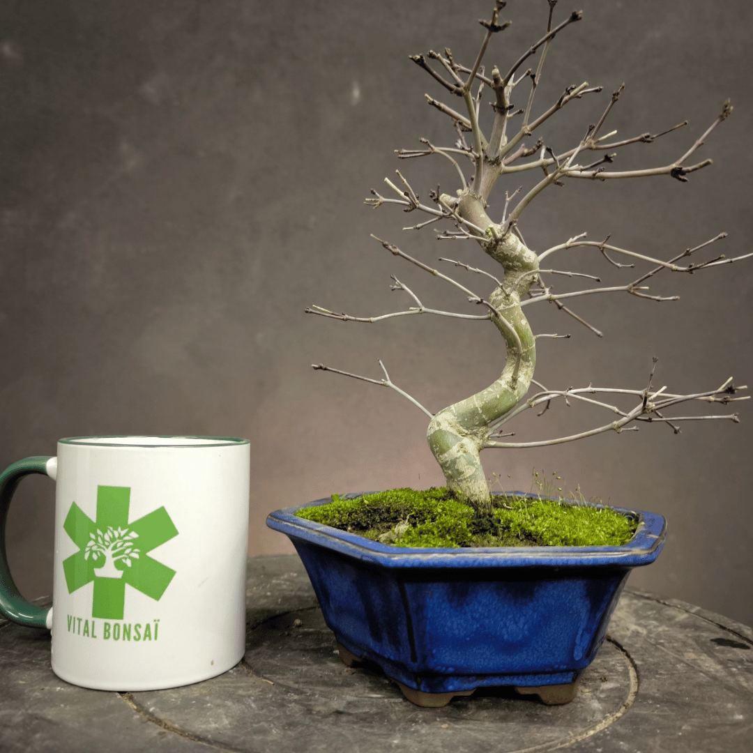 Bonsai Erable rouge du japon