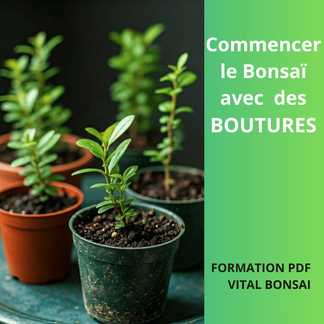COMMENCER le BONSAI avec des BOUTURES (Formation PDF)