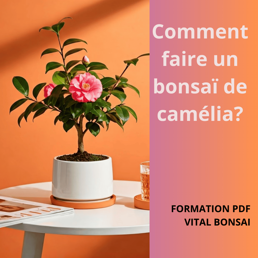 Comment FAIRE un BONSAÏ de CAMÉLIA ? (Formation PDF)