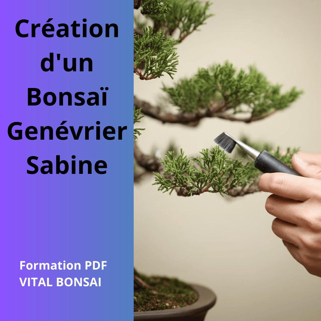 Création d'un Bonsaï Genévrier Sabine (guide et conseils)