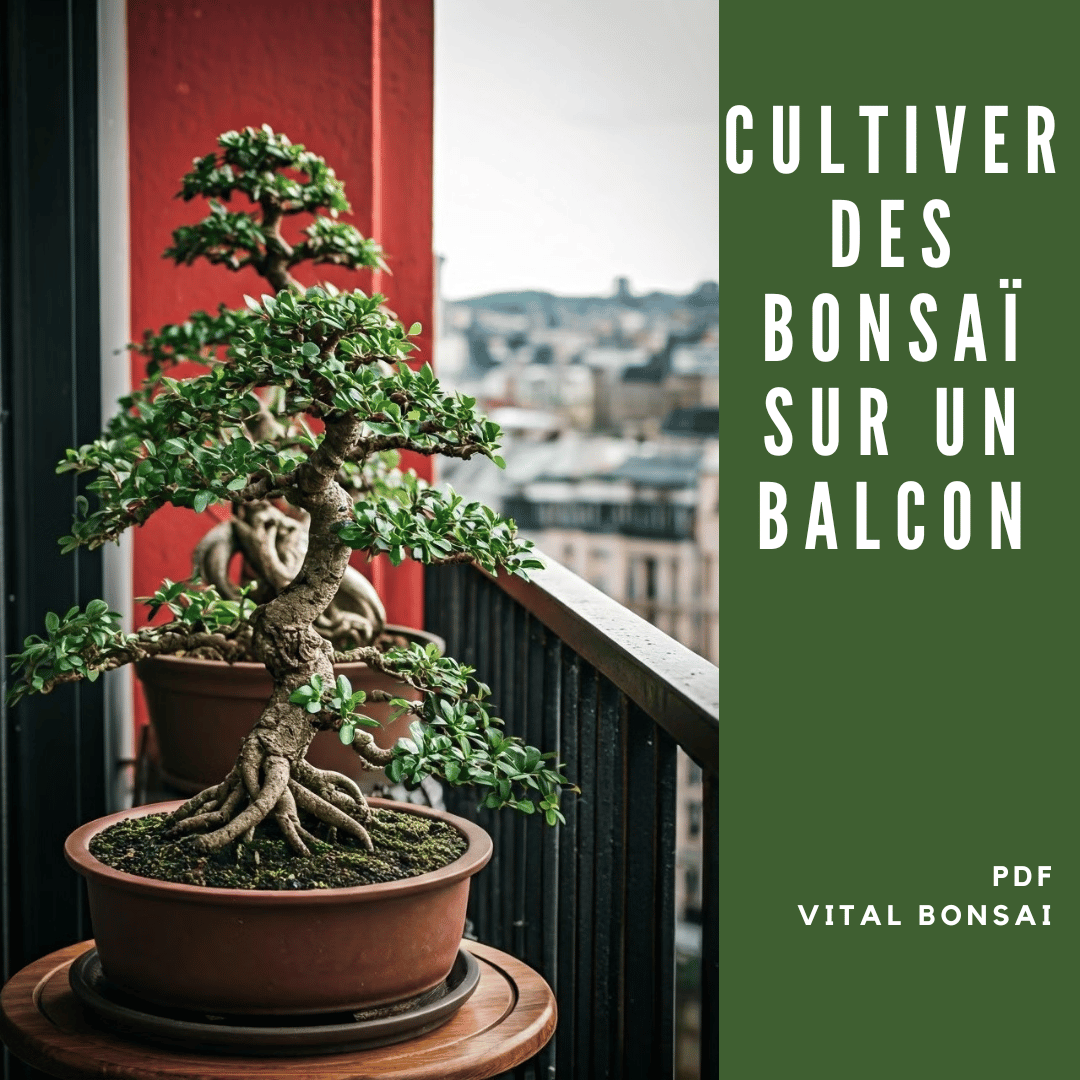 CULTIVER des BONSAI sur un BALCON (Formation PDF)