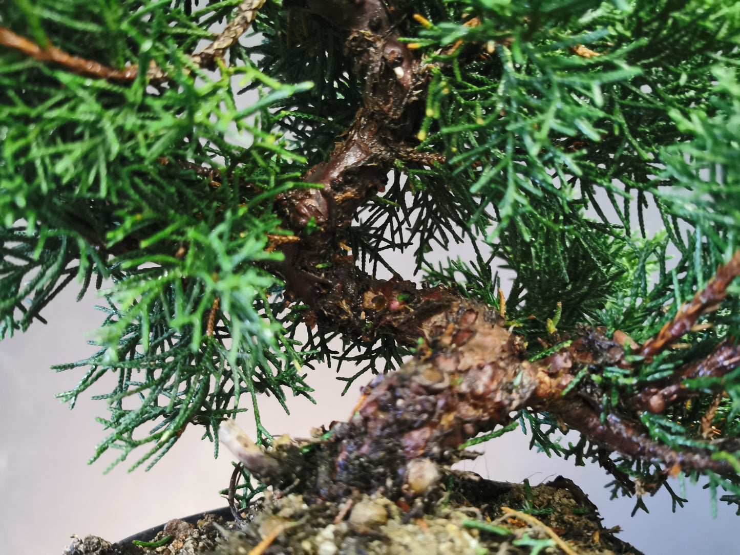 Juniperus chinensis - genévrier de Chine pour atelier