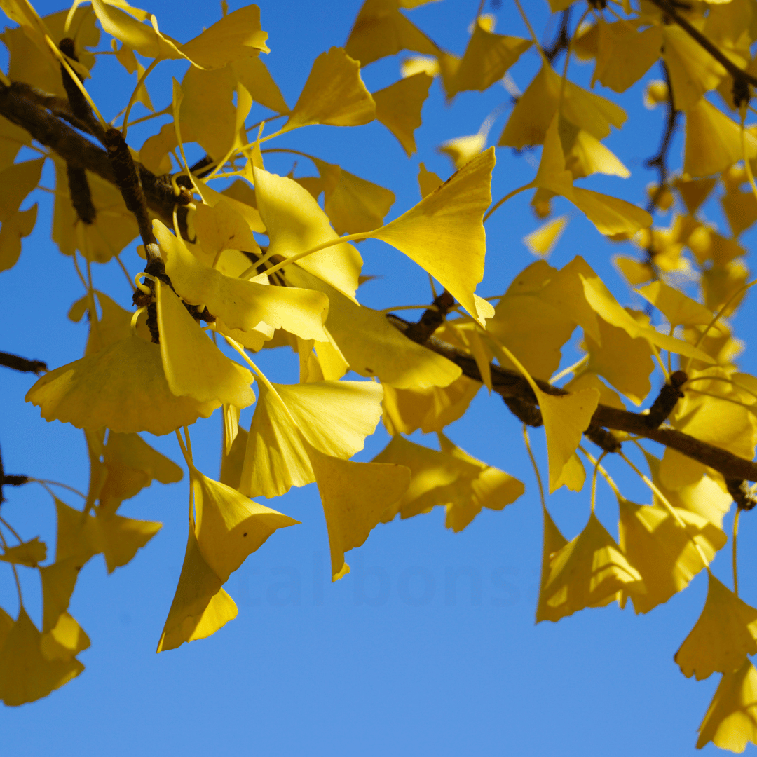 Plant GINKGO biloba