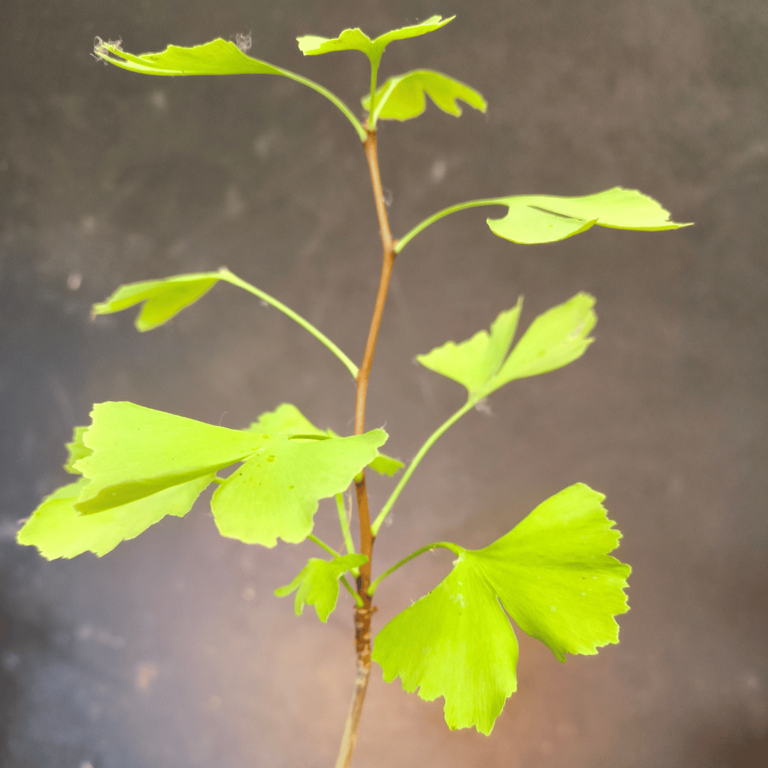 Plant GINKGO biloba