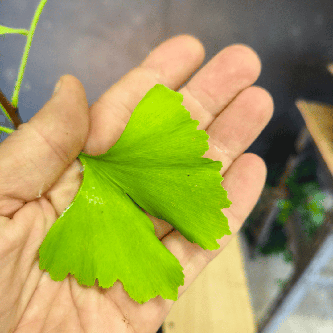 Plant GINKGO biloba