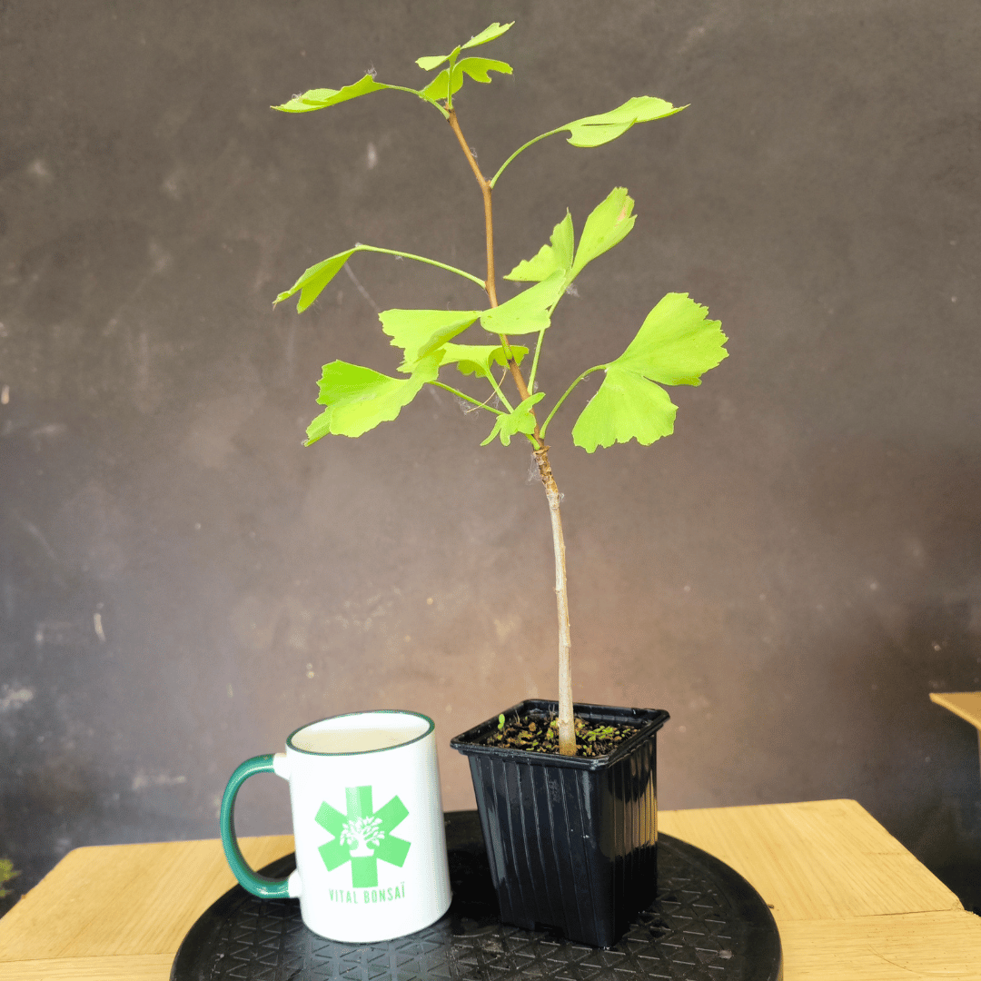 Plant GINKGO biloba
