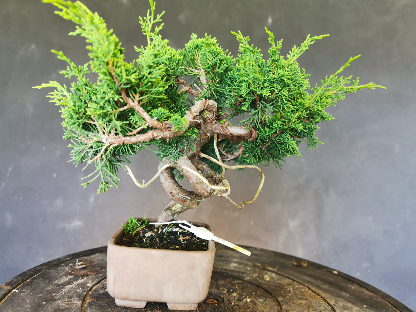 Juniperus Chinensis - genévrier