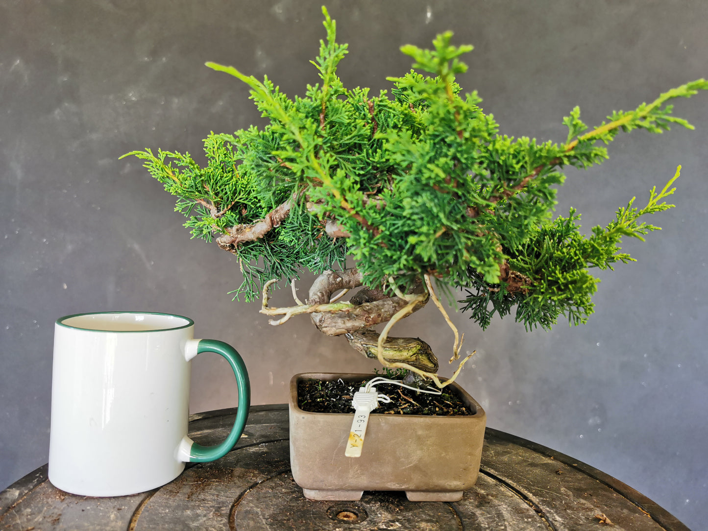 Juniperus Chinensis - genévrier