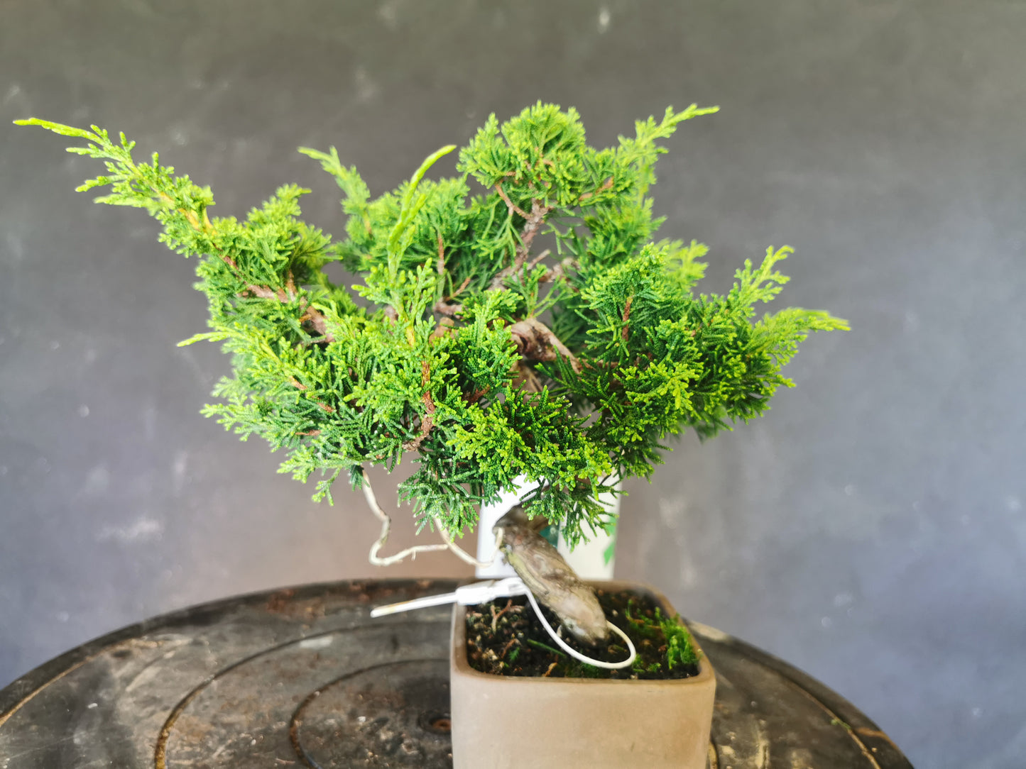 Juniperus Chinensis - genévrier