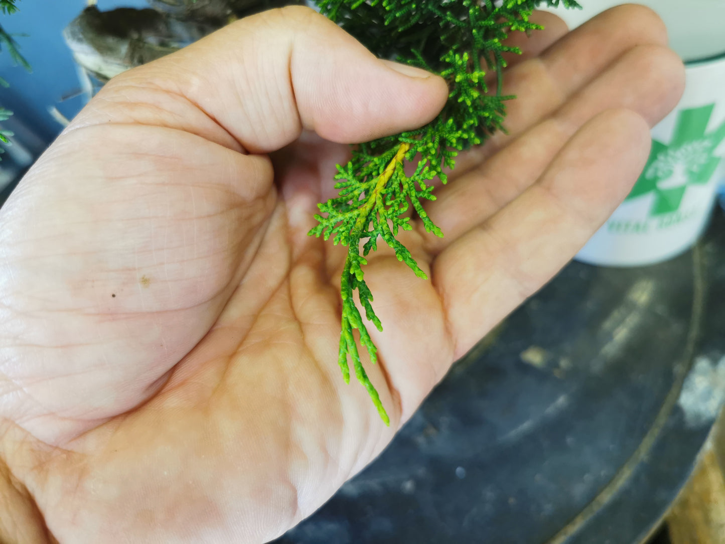 Juniperus Chinensis - genévrier
