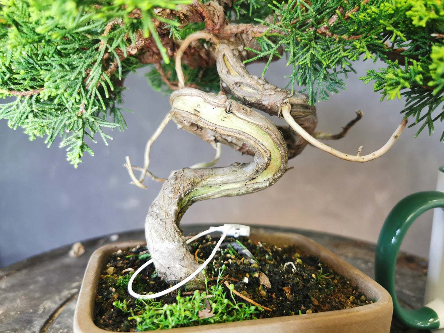 Juniperus Chinensis - genévrier
