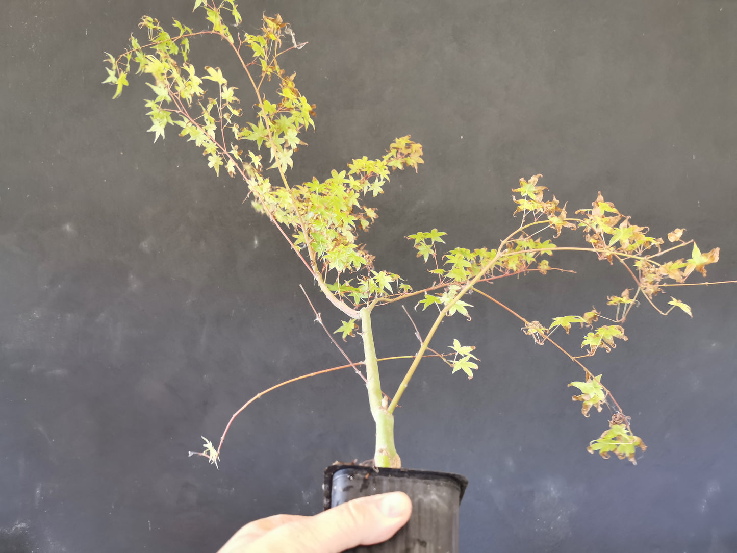 Plant érable Palmatum