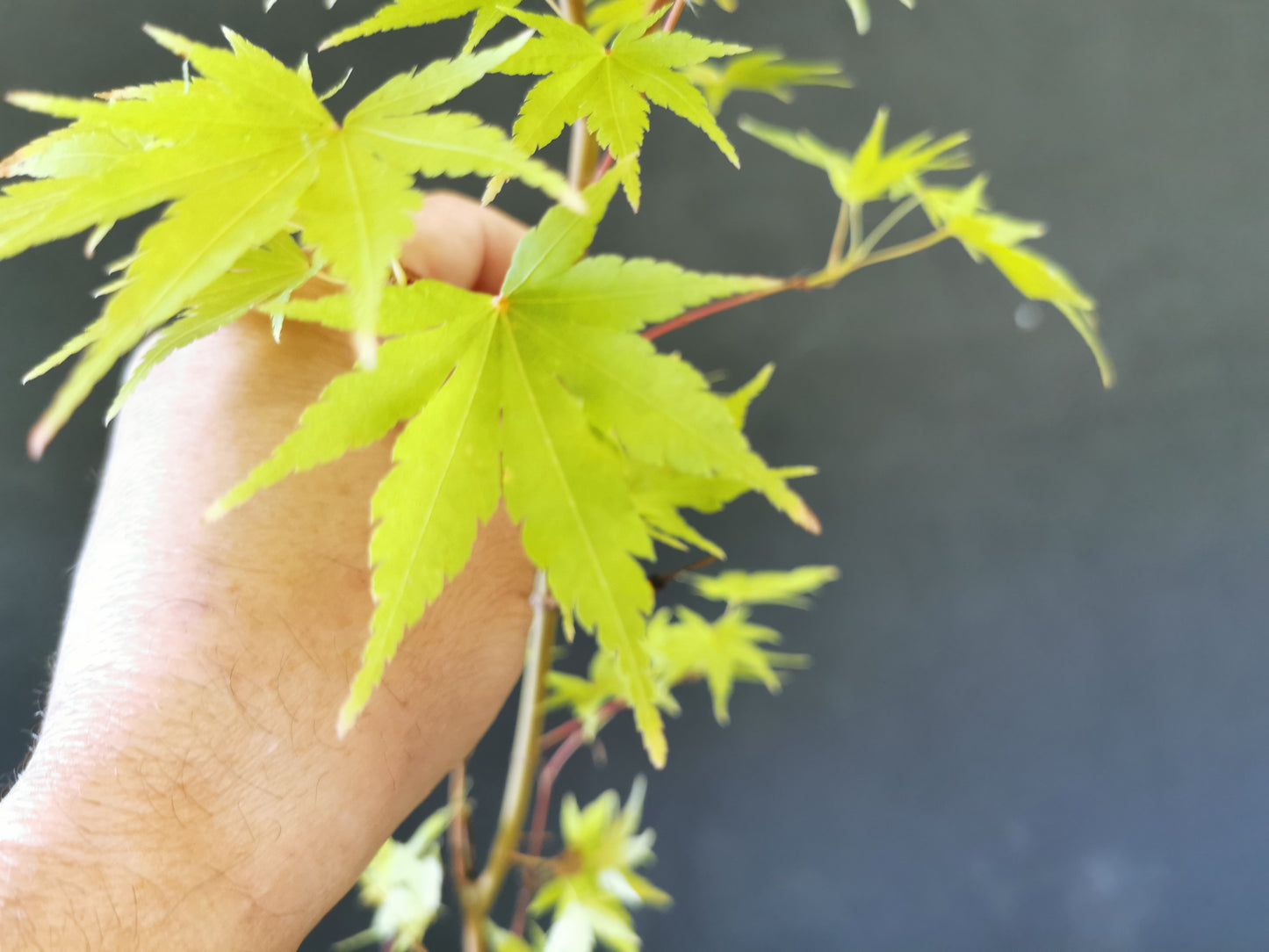 Plant érable Palmatum