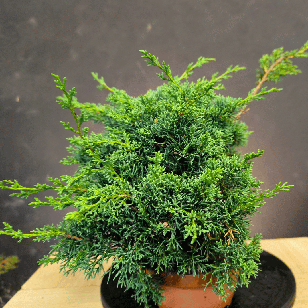 Juniperus Chinensis