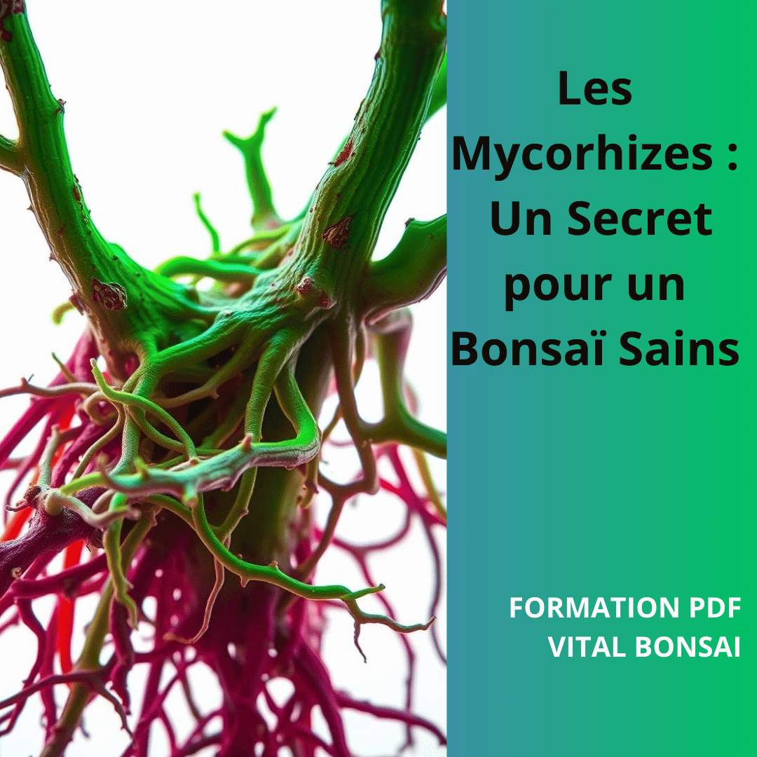 Les MYCORHIZES un SECRET pour un BONSAI SAINS (Formation PDF)