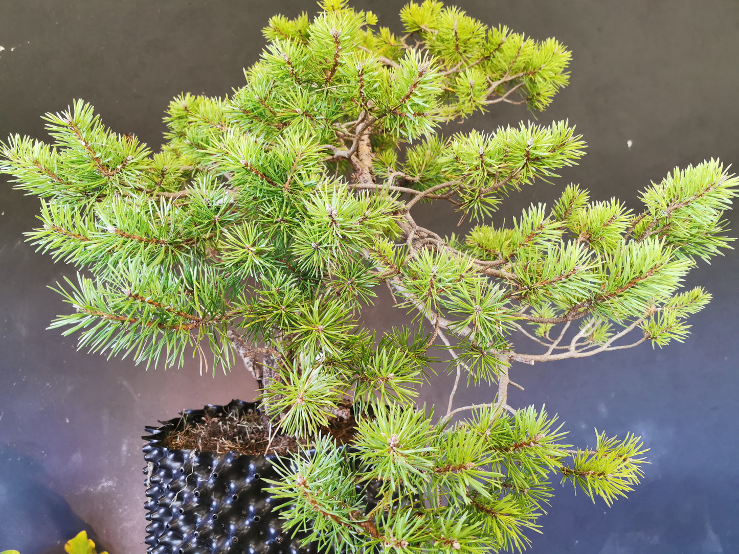 yamadori Pin Sylvestre