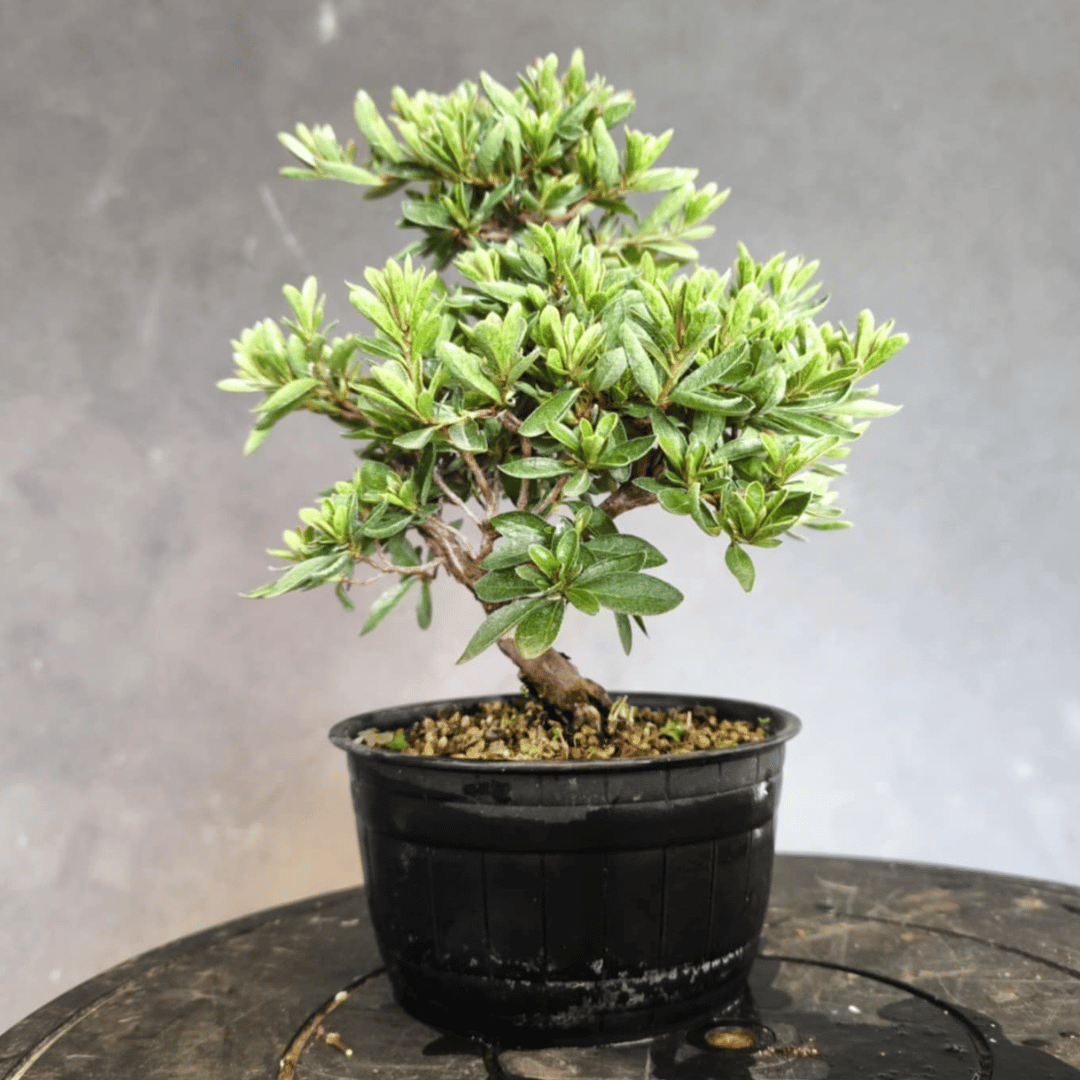 Azalée satsuki bonsai