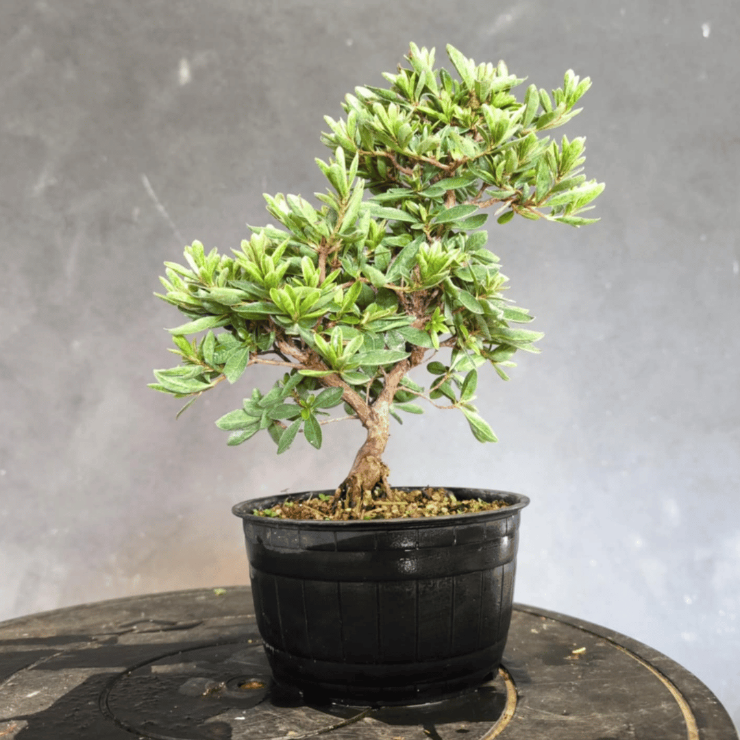 Azalée satsuki bonsai