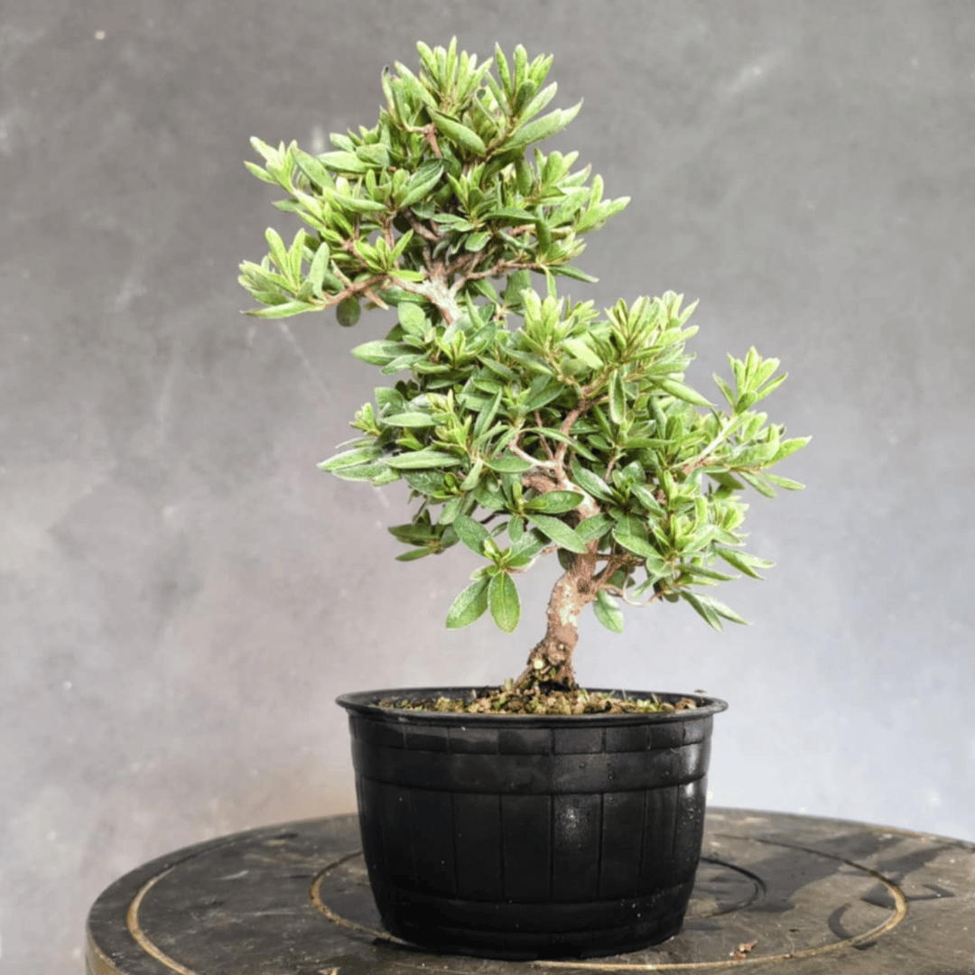 Azalée satsuki bonsai