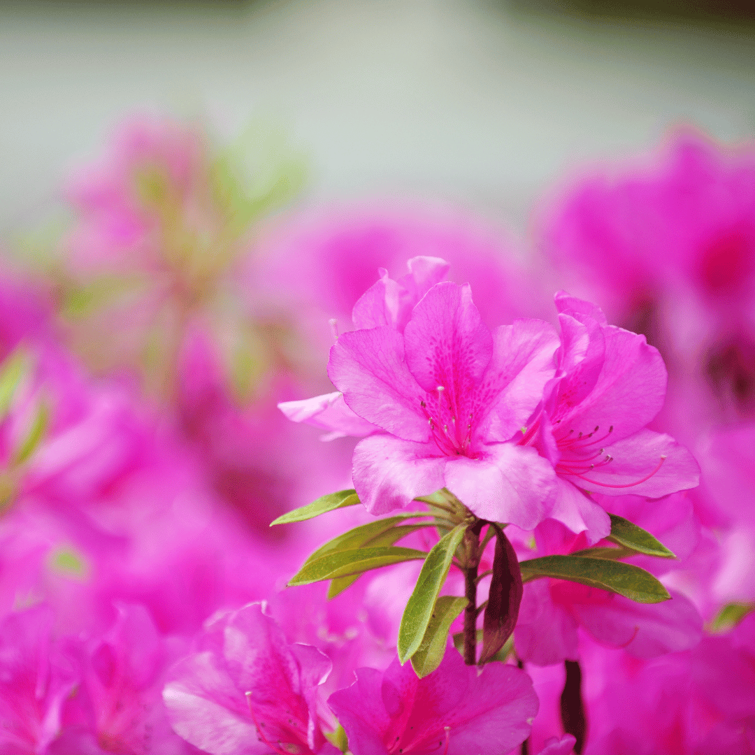 Azalée satsuki bonsai