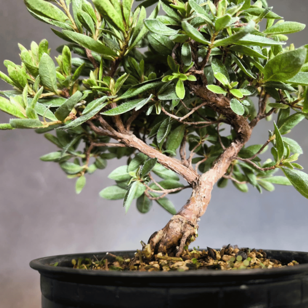 Azalée satsuki bonsai