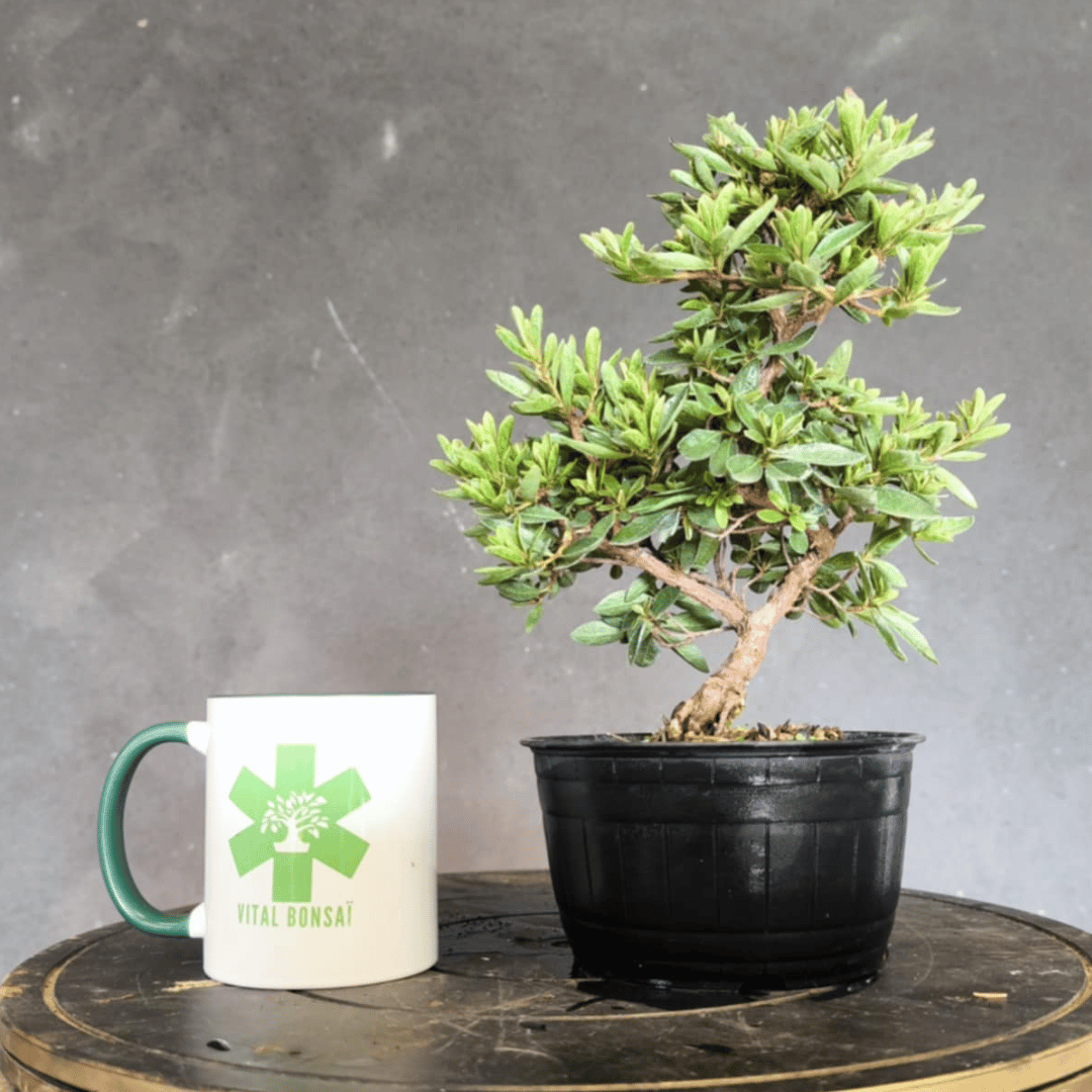 Azalée satsuki bonsai