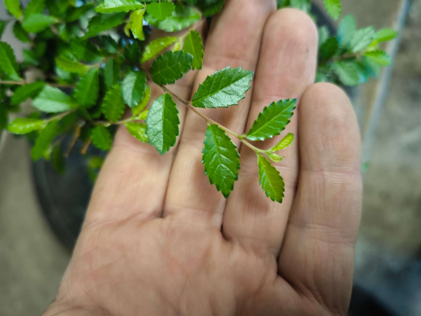 Pour DÉBUTER 2 Bonsai un Orme de Chine + un Ficus.