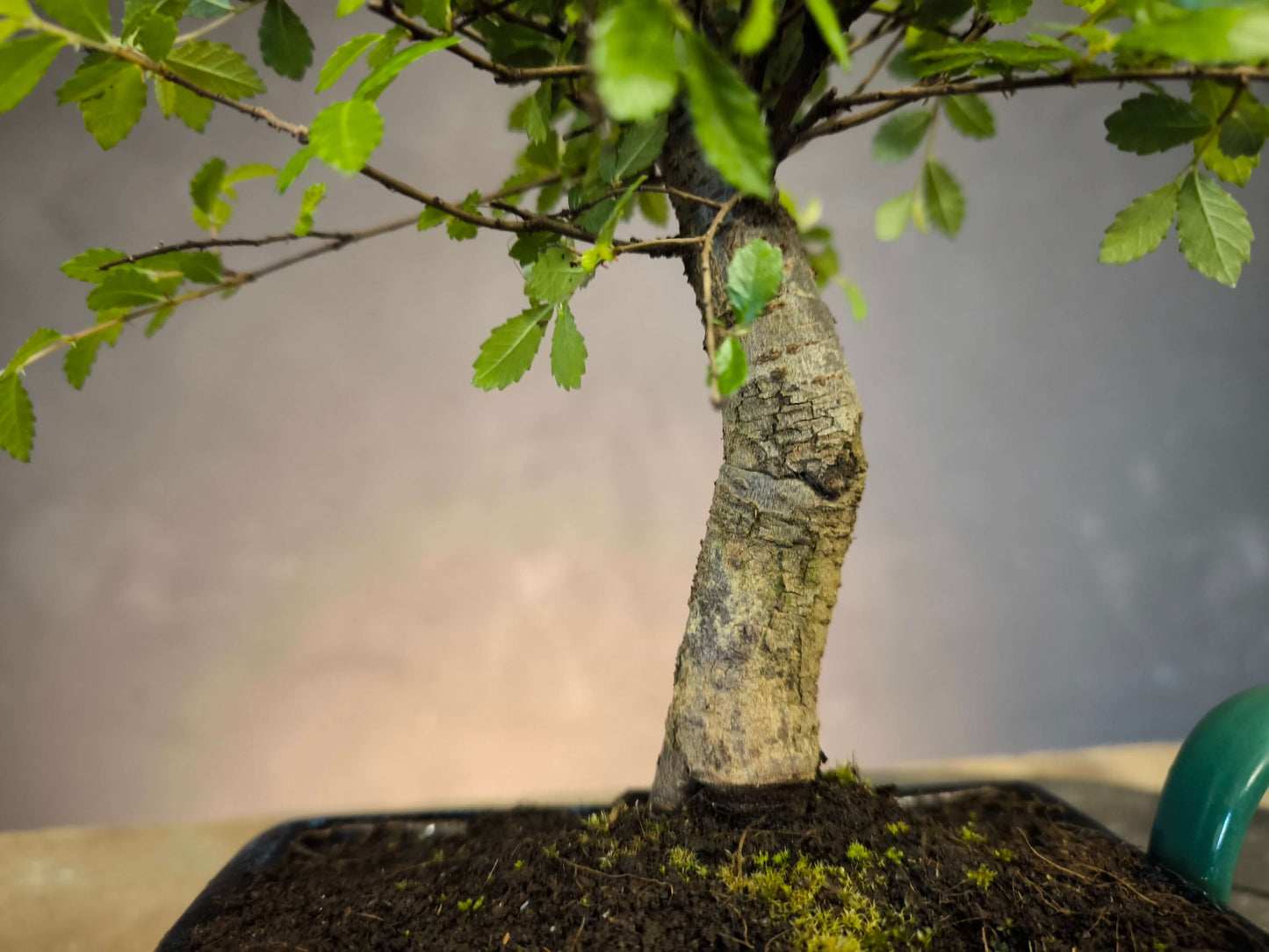 Pour DÉBUTER 2 Bonsai un Orme de Chine + un Ficus.