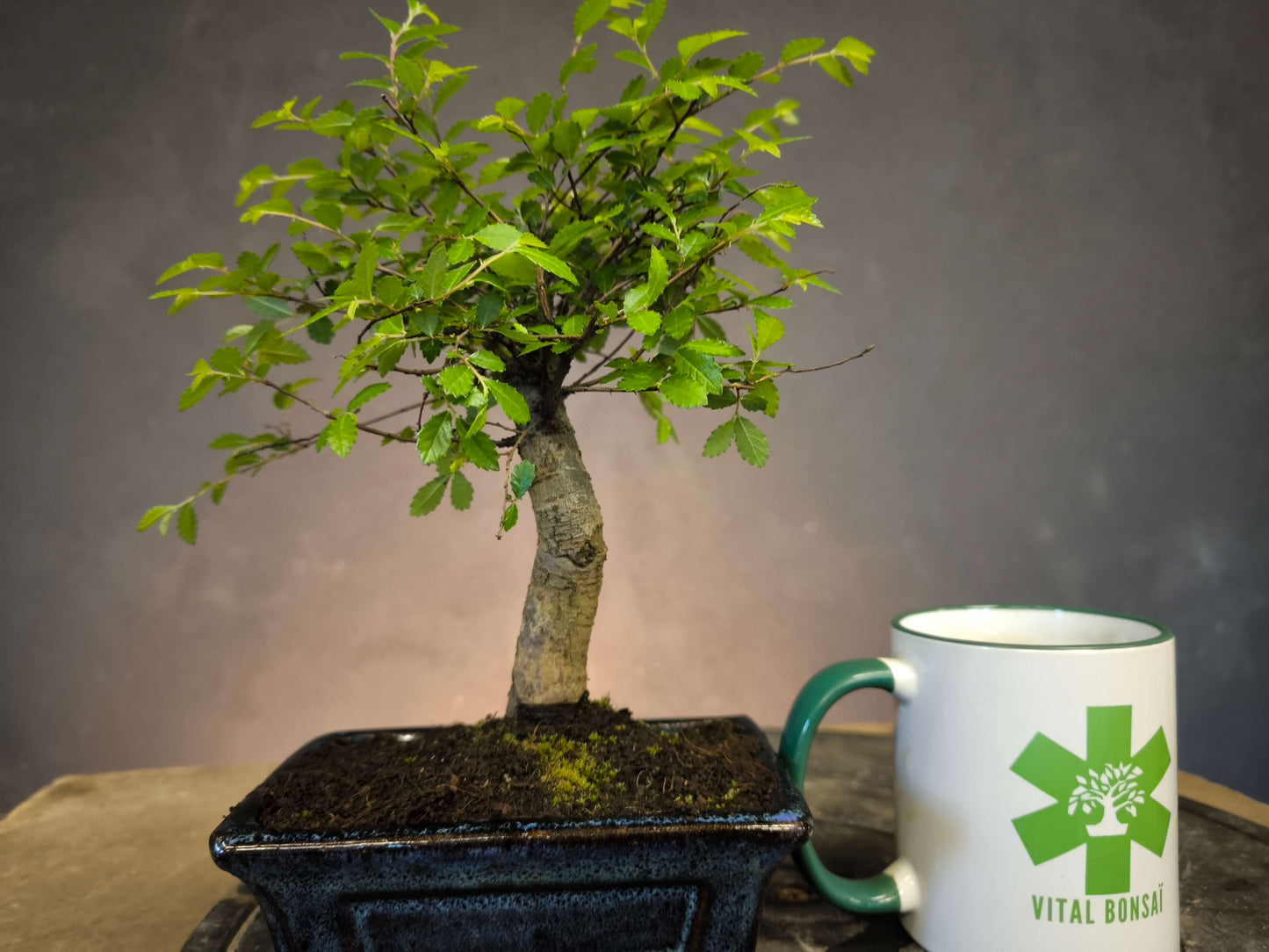 Pour DÉBUTER 2 Bonsai un Orme de Chine + un Ficus.