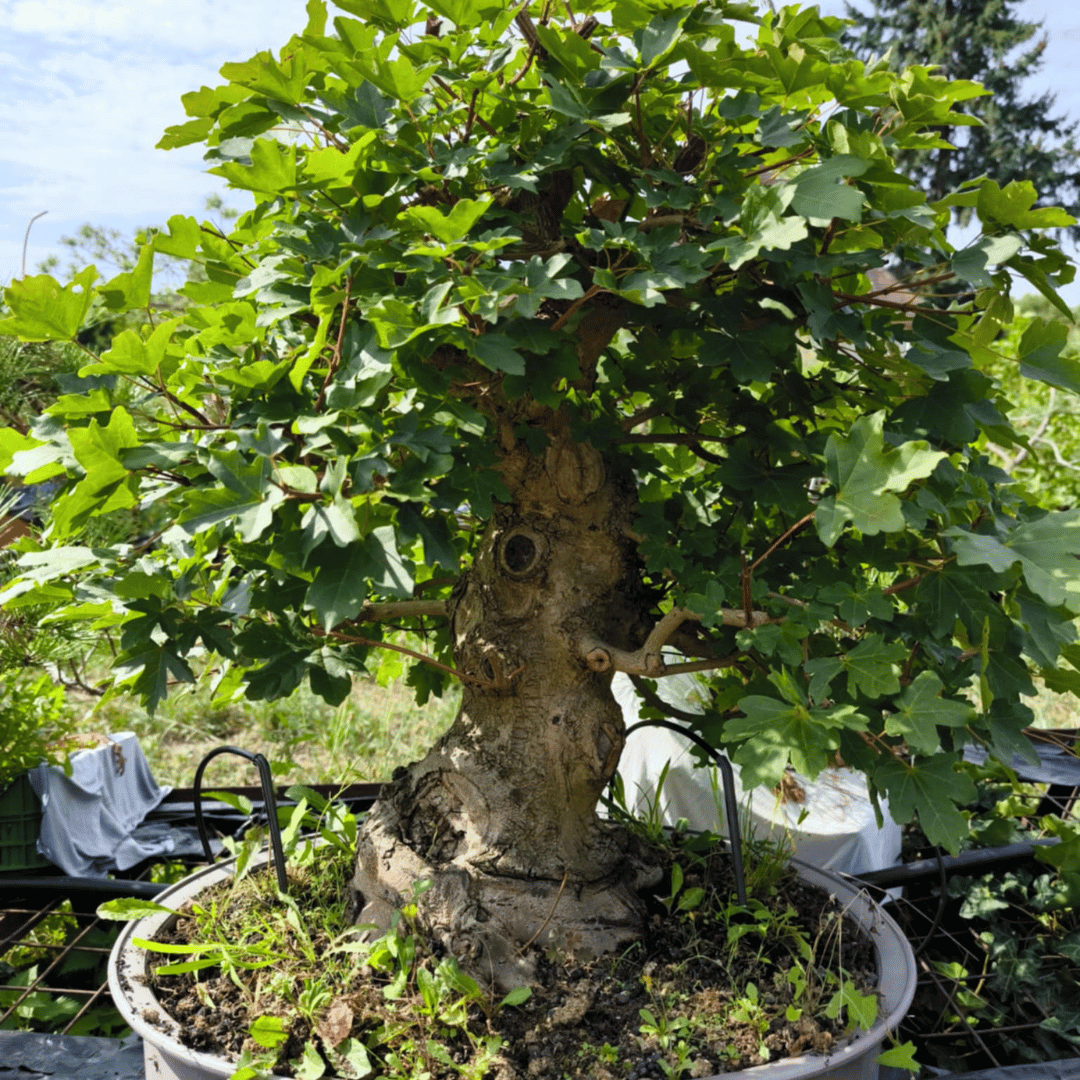 Érable Champêtre (Acer campestre)