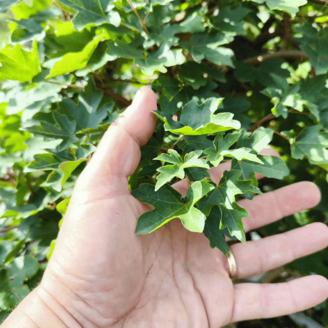 Érable Champêtre (Acer campestre)