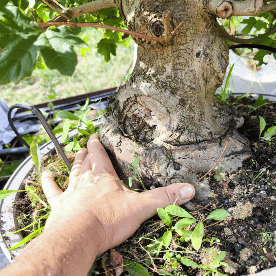 Érable Champêtre (Acer campestre)
