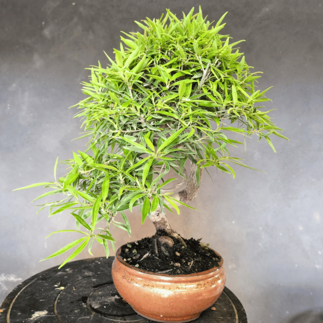 Ficus Neriifolia Bonsai