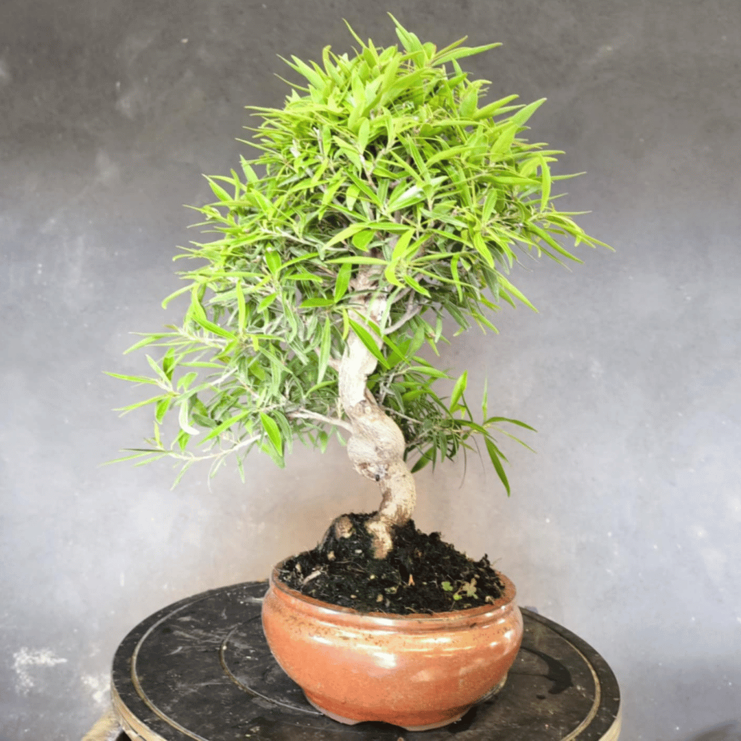 Ficus Neriifolia Bonsai