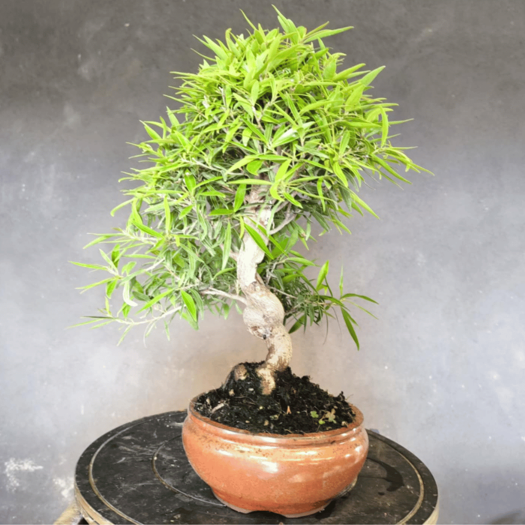 Ficus Neriifolia Bonsai