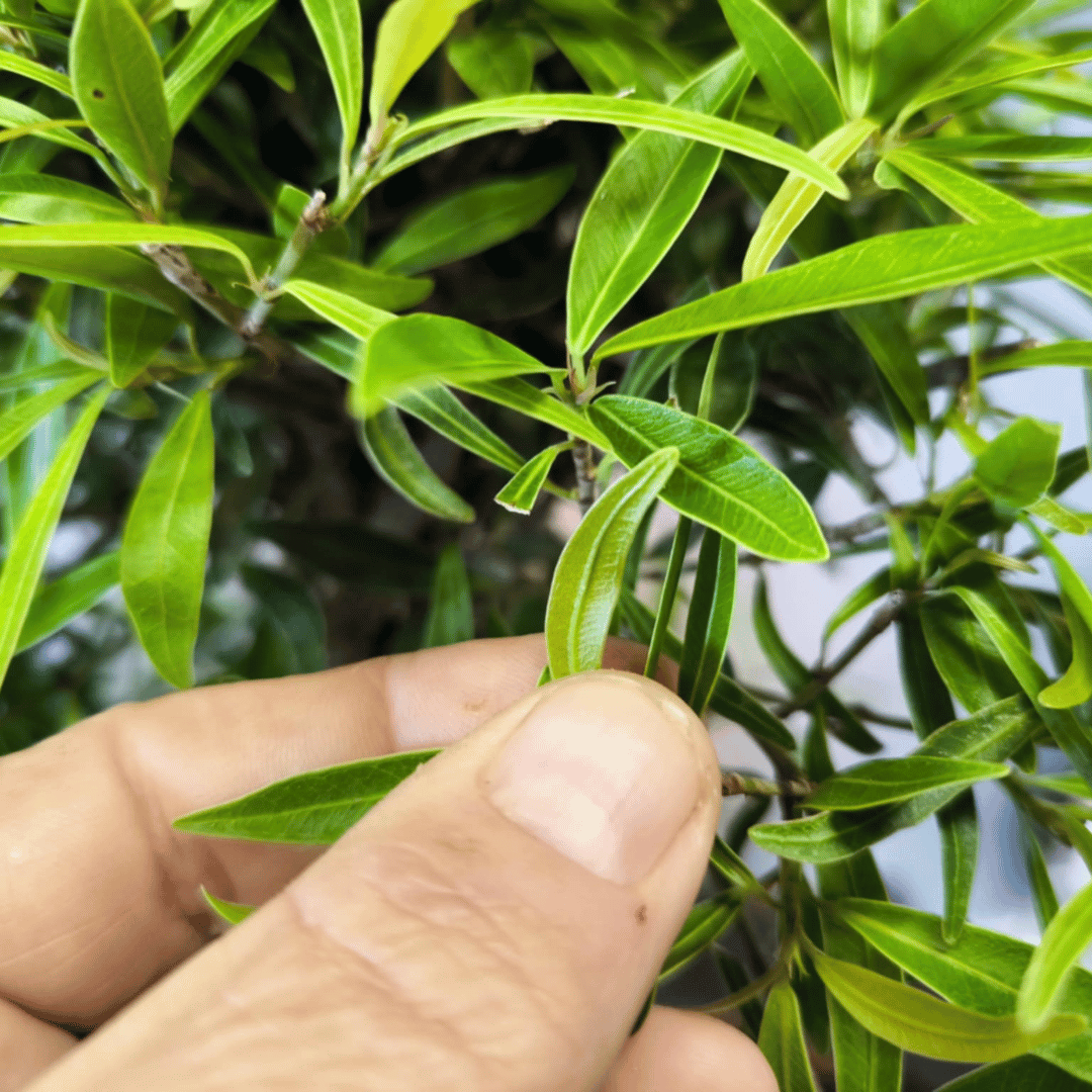 Ficus Neriifolia Bonsai