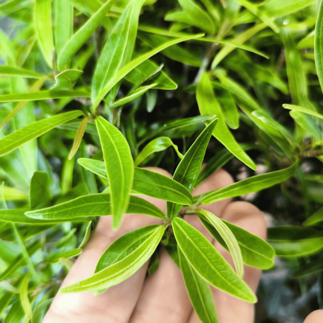Ficus Neriifolia Bonsai