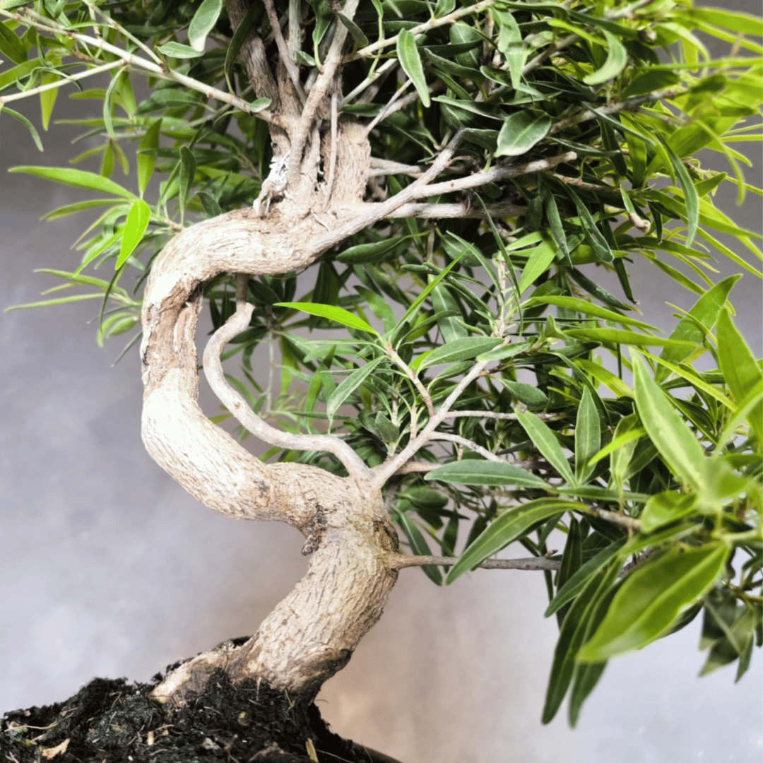 Ficus Neriifolia Bonsai