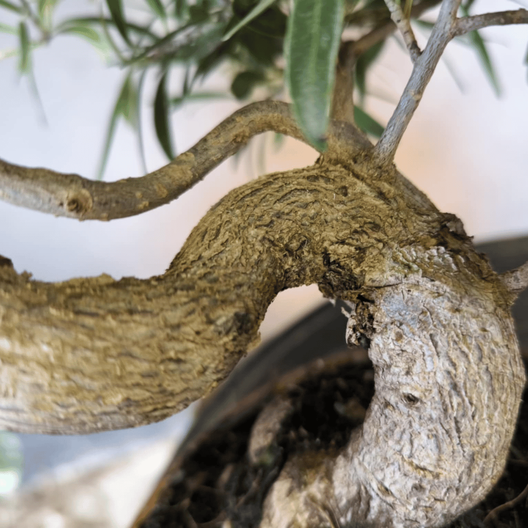 Ficus Neriifolia Bonsai