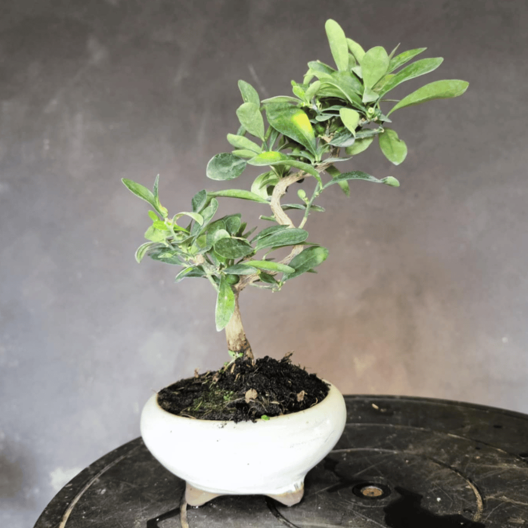 Bonsaï Kumquat