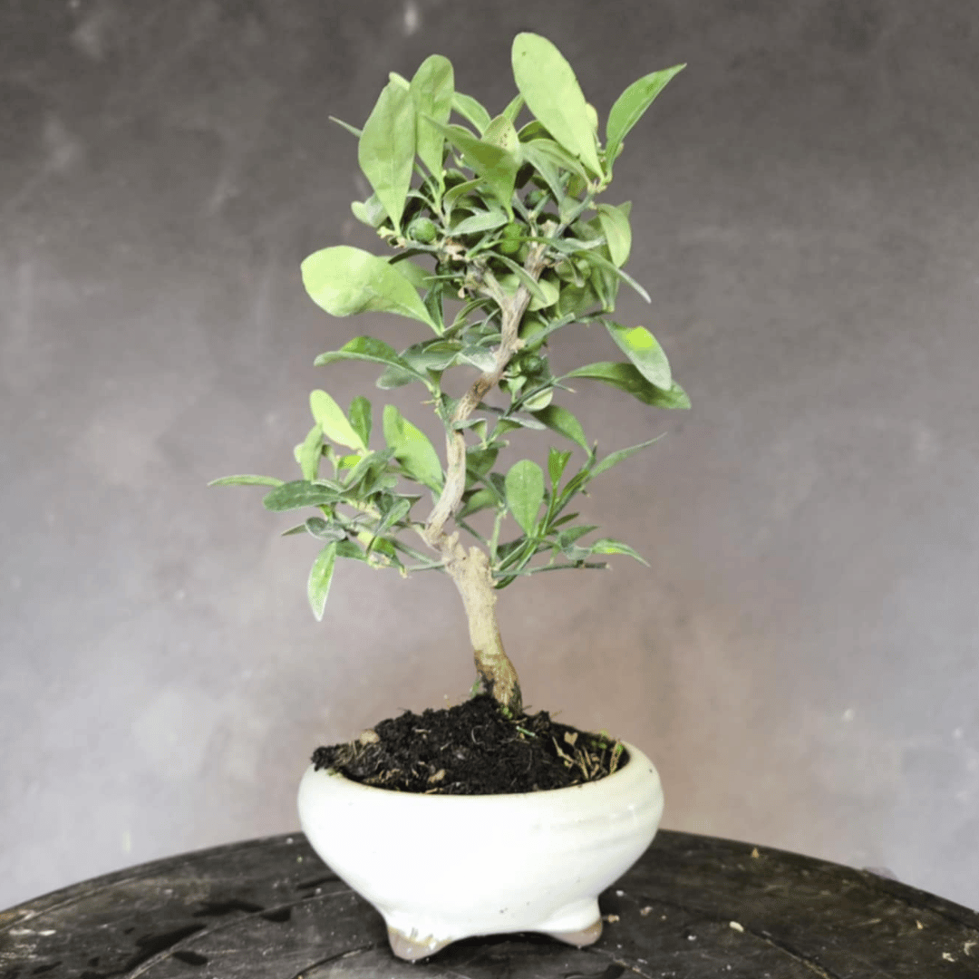 Bonsaï Kumquat