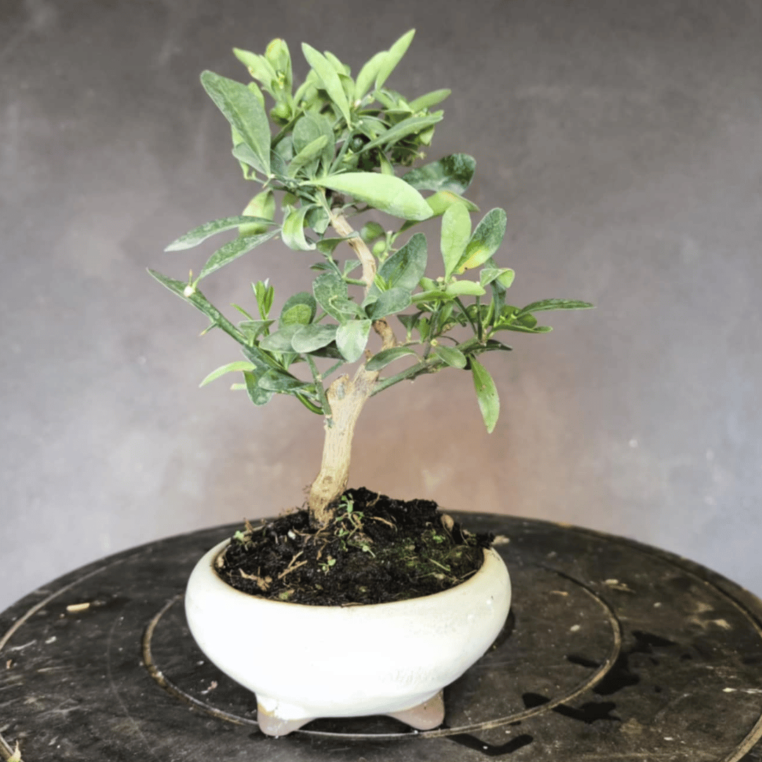 Bonsaï Kumquat
