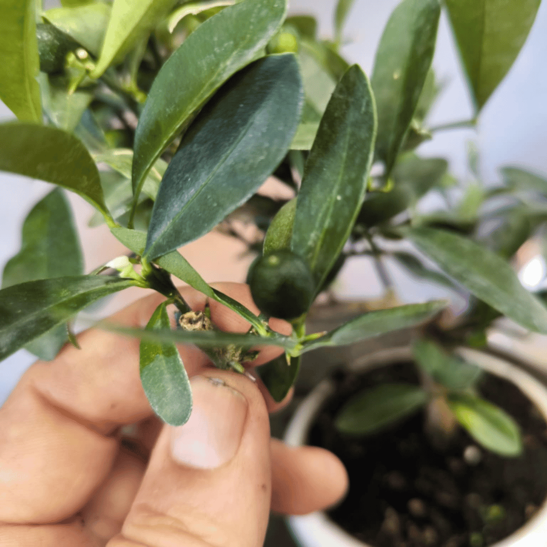 Bonsaï Kumquat