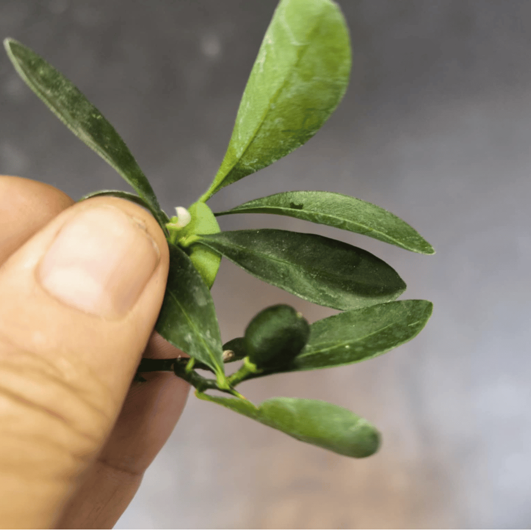 Bonsaï Kumquat