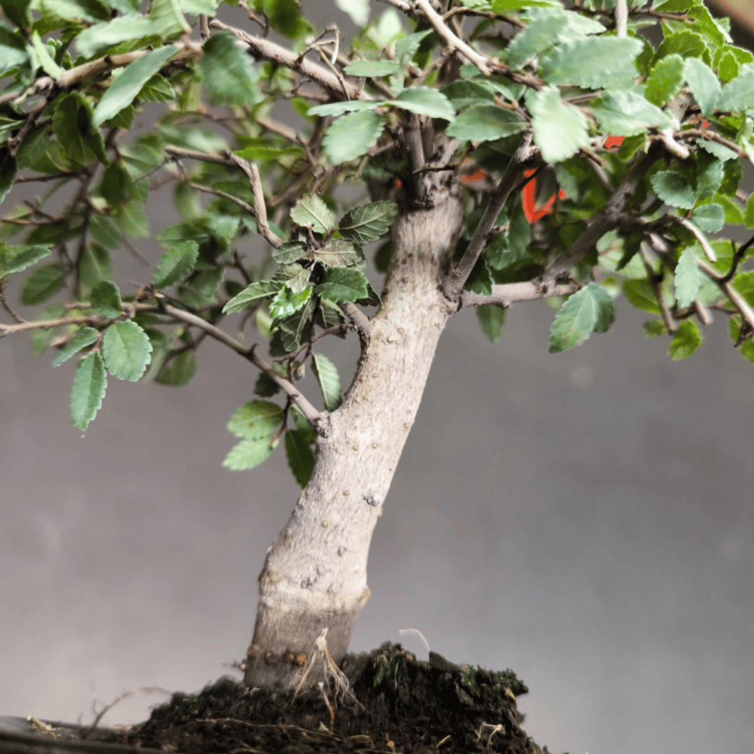 Orme de Chine (Ulmus parvifolia)