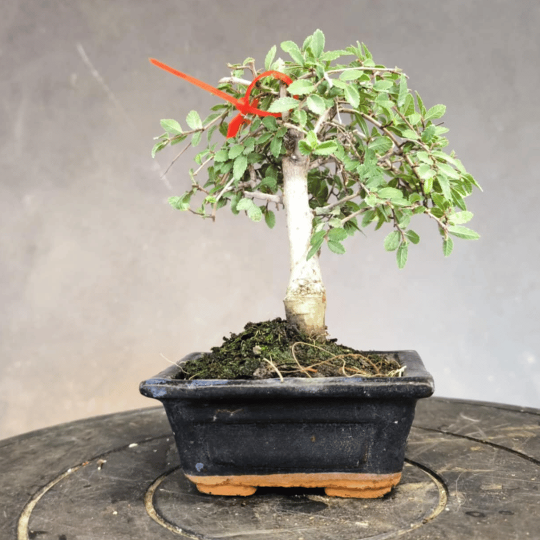 Orme de Chine (Ulmus parvifolia)