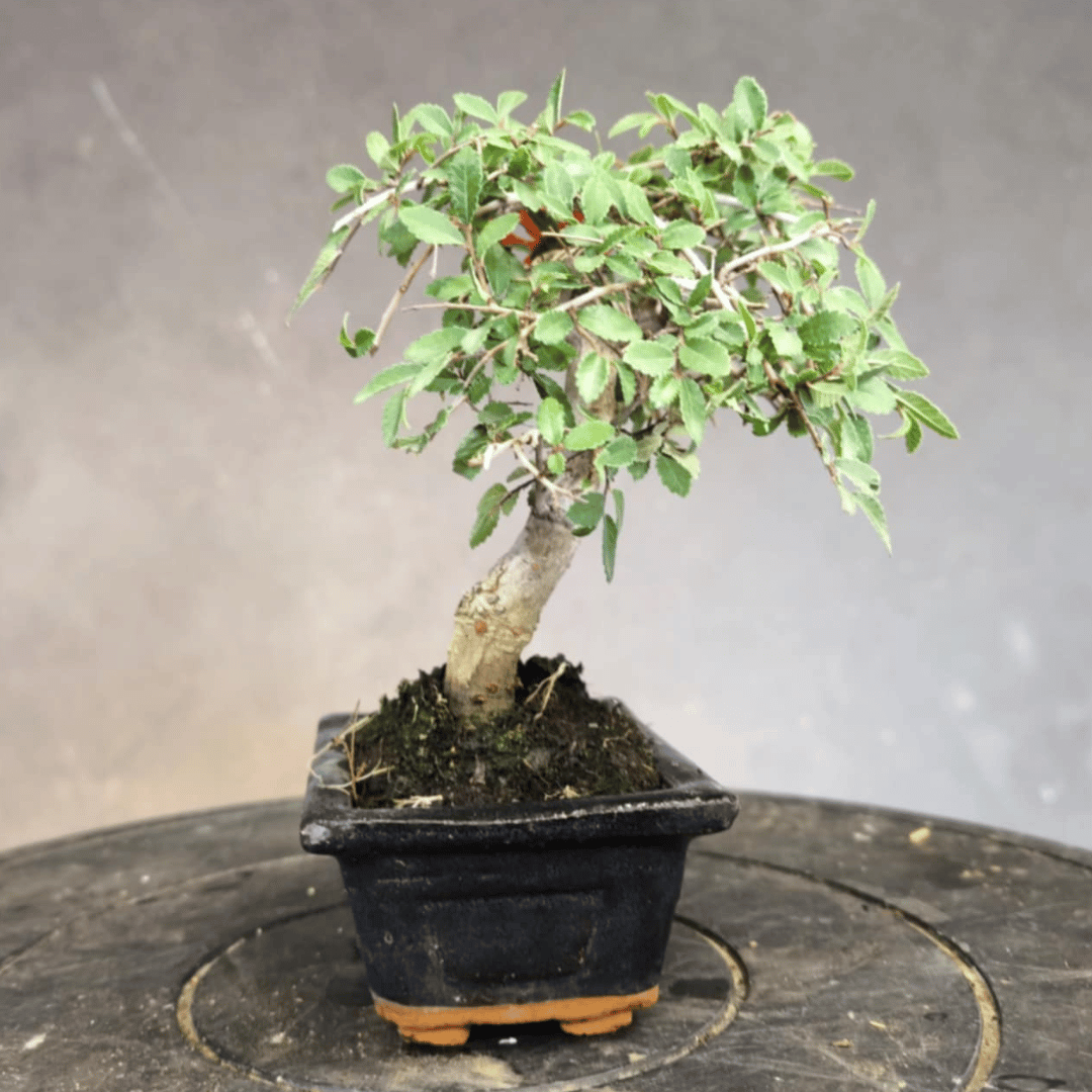 Orme de Chine (Ulmus parvifolia)
